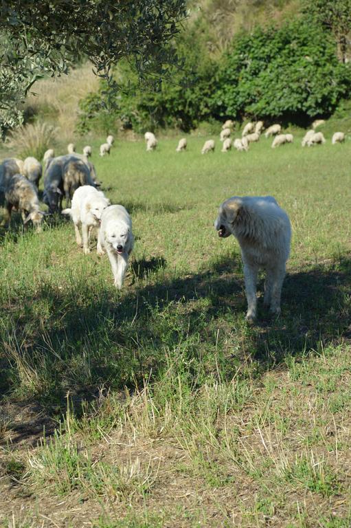 Azienda Agrituristica Carida Zaccanopoli Экстерьер фото