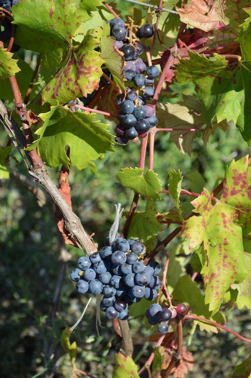 Azienda Agrituristica Carida Zaccanopoli Экстерьер фото