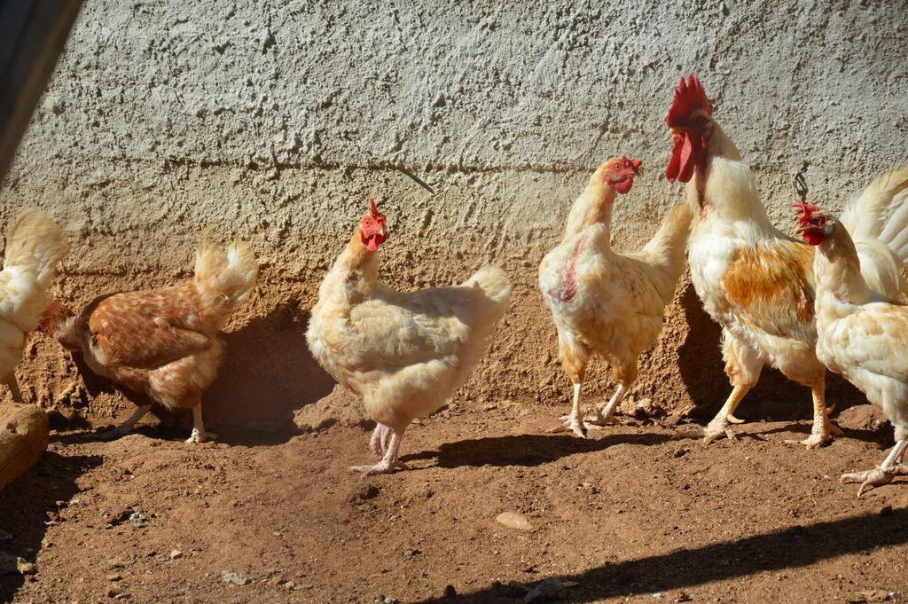 Azienda Agrituristica Carida Zaccanopoli Экстерьер фото