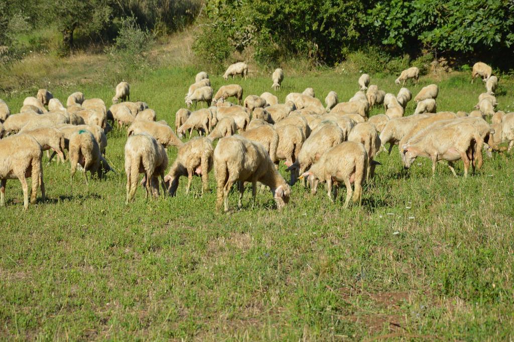 Azienda Agrituristica Carida Zaccanopoli Экстерьер фото